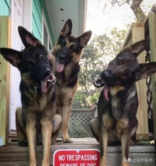 日本银狐犬照片:银狐犬长大照片 写着“内有恶犬”、实际却是萌犬的图片有哪些？你最喜欢哪些呢？