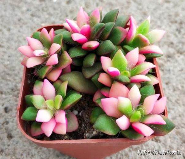 多肉锦化图片王玉珠帘:这是什么品种的多肉植物？