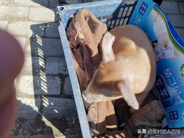 犬毒瘟灵说明书:猪伪狂犬病灭活疫苗能预防哪些猪病？使用时要注意什么？