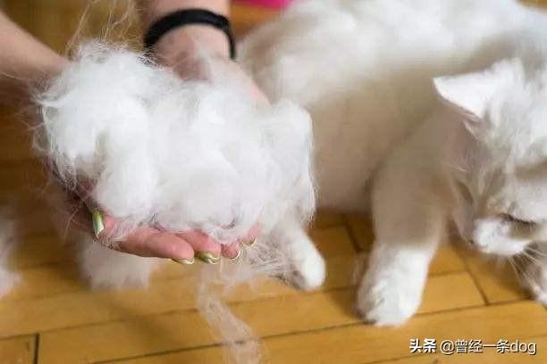 宠物鱼油:金毛吃鱼油拉肚子正常吗？该怎么处理好？ 宠物鱼油哪个牌子好