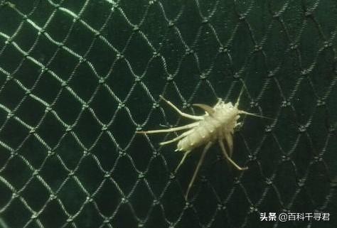 伊尔库茨克灵异事件:通古斯大爆炸隐藏着什么样的秘密？