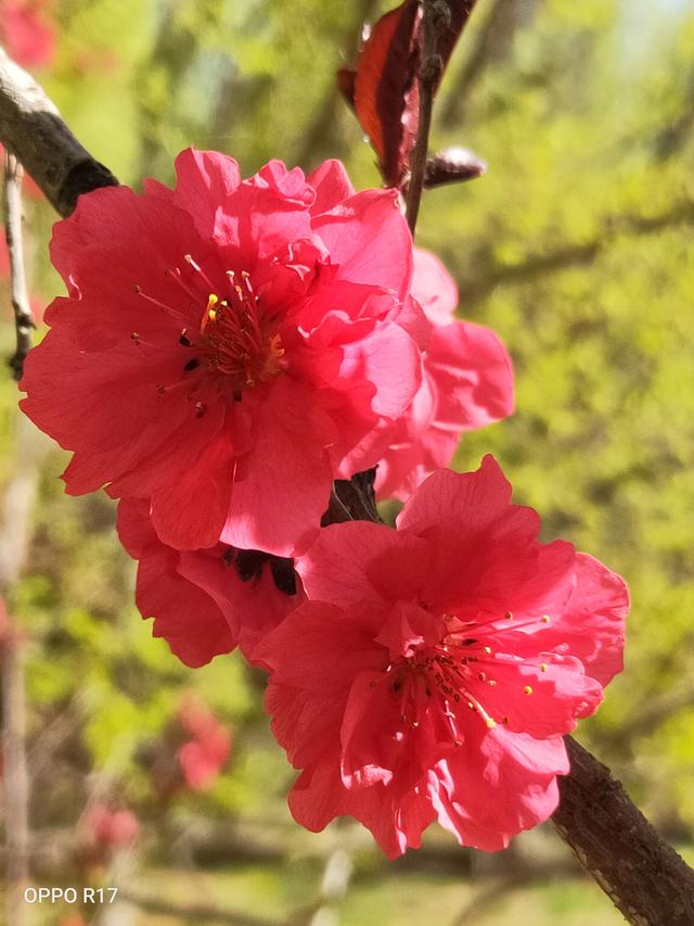 你手机里记录春天最美的照片有吗？怎么样？