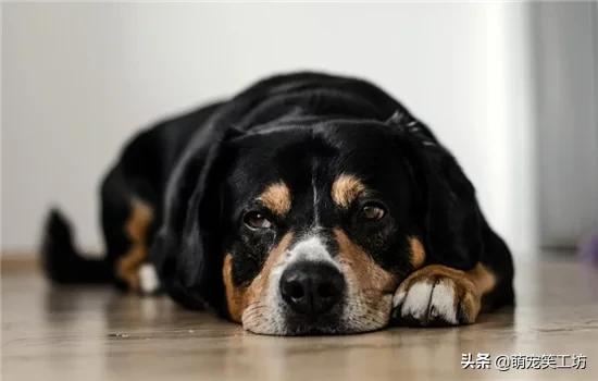 狗狗绝育手术后尿有点血:狗狗绝育后会有哪些变化？