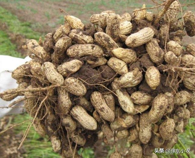 菜豆锈病产生的原因及如何防治，农户种植的豇豆出现锈病，该如何防治是什么原因引起的