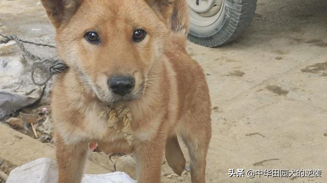 为什么叫金毛寻回猎犬:这个是土狗还是金毛串狗？ 金毛寻回猎犬幼犬