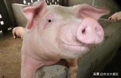 猪弓形体病治疗:弓形虫病猪发现后能彻底治好吗？