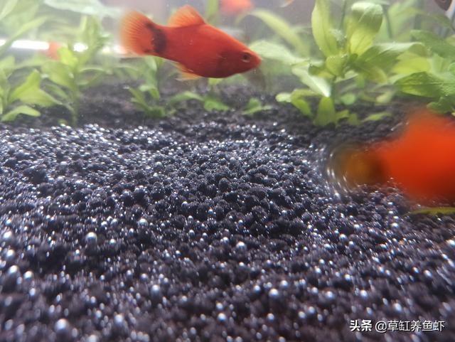 水草泥怎么才能洗干净:如何清理草缸底沙中的便便？