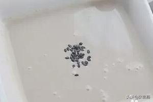 如何用豆浆机做米糊(用豆浆机怎么做米糊视频)