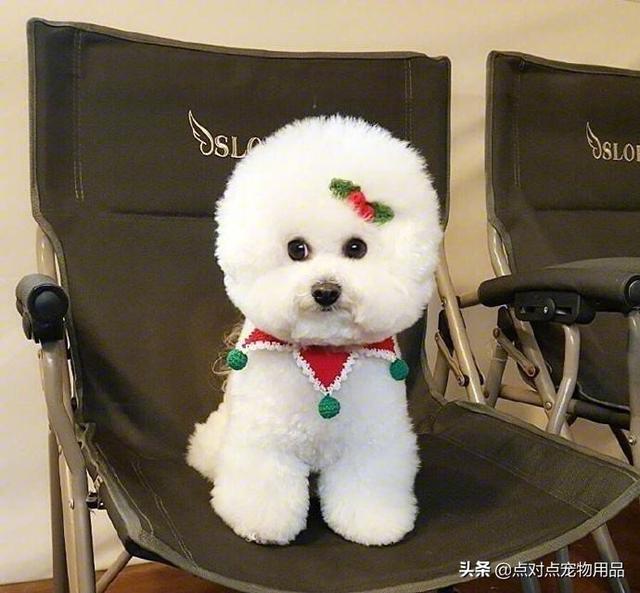 成年比熊犬好养吗:养比熊公狗，有什么坏处？