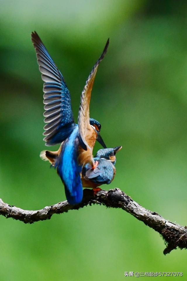 头条问答 - 各位中老年摄影爱好者,你们爱拍风景花鸟么?