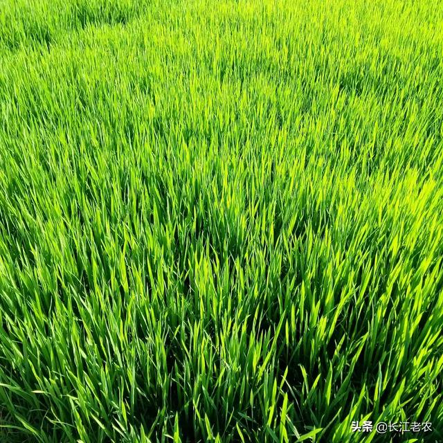 种植水稻怎么补锌，种植水稻，影响分蘖的因素有哪些该如何提高分蘖率