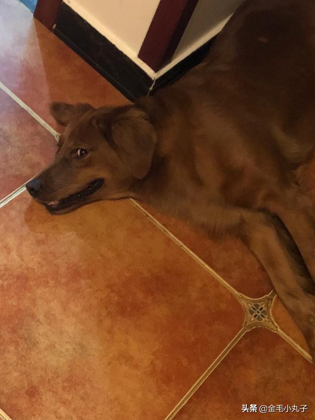 金毛体臭:金毛犬身上什么地方最容易臭？