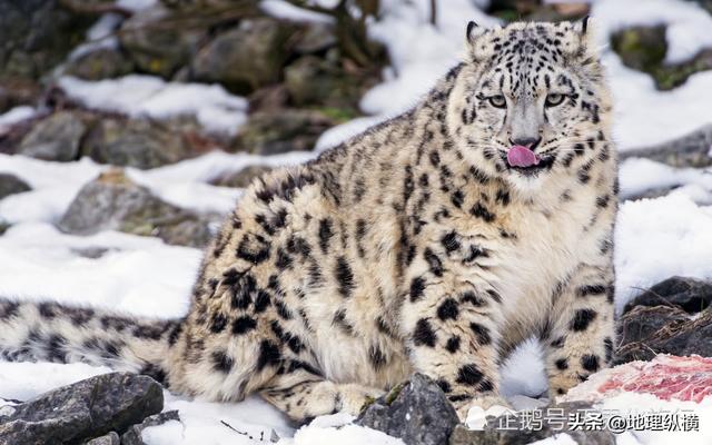 大熊猫误入水电站:有谁知道四川瓦屋山迷魂荡的真实状况是怎样的？ 大熊猫公园内水电站拆除补偿标准