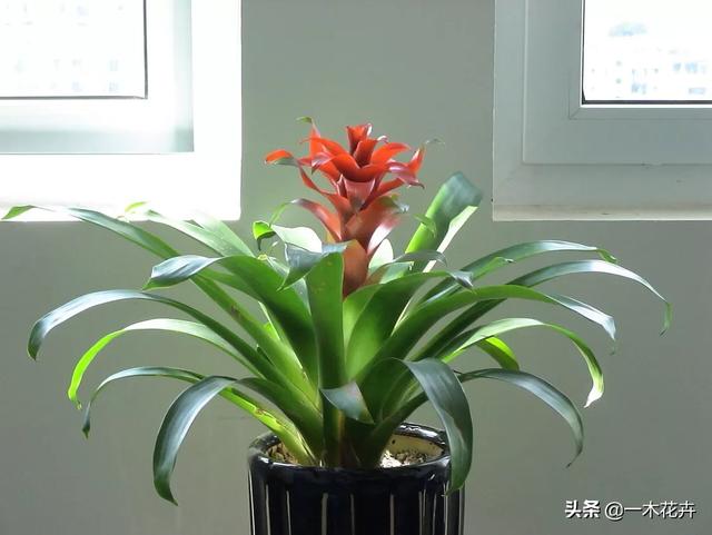 室内观花植物图片大全:适合室内养，又能四季开花的植物有哪些？