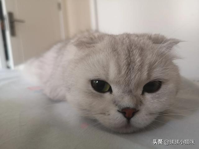 超级明星宠物照片:如何看待一些明星养折耳猫？