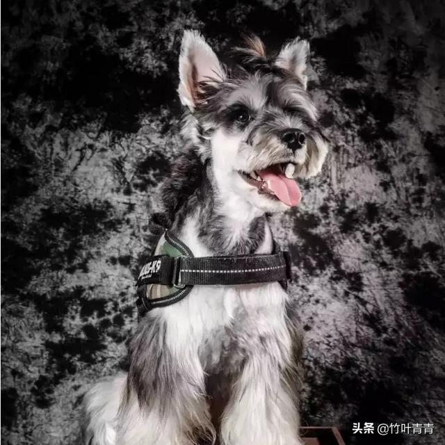 缉毒犬偷吃薯条:老一辈不喂狗粮的养狗方式科学吗？