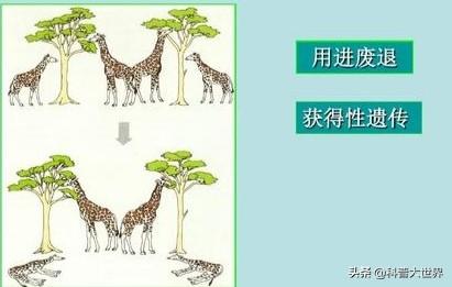 霍加狓:长颈鹿的脖子为什么那么长？