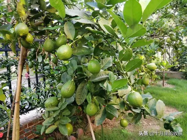 家住别墅是什么样的感觉？插图35