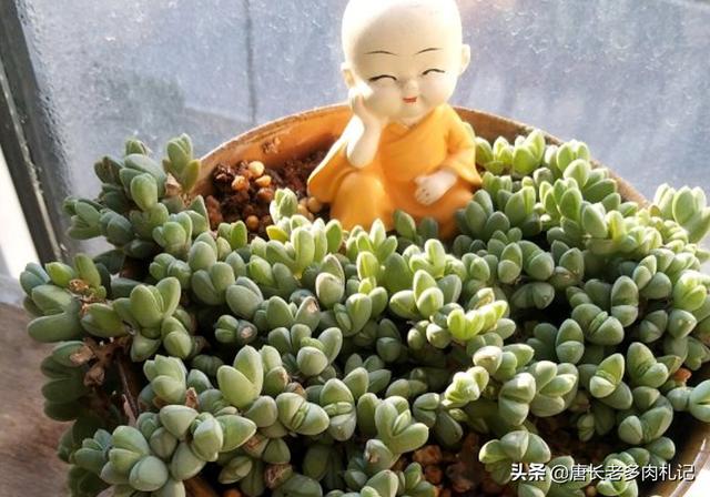 碧玉的养殖方法和注意事项修剪:多肉植物碧玉莲怎么种植才服盆？