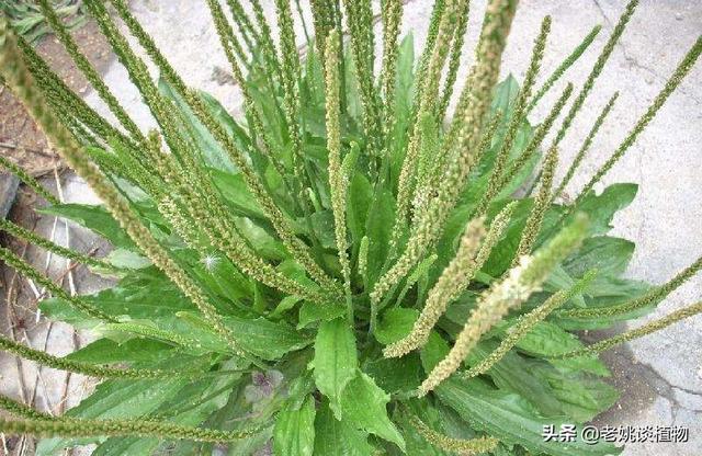 野生豹猫胆的药用价值:猪耳草与牛耳草有什么区别？