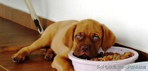 弓背犬百度百科:牧羊犬后腿弯曲怎么回事？