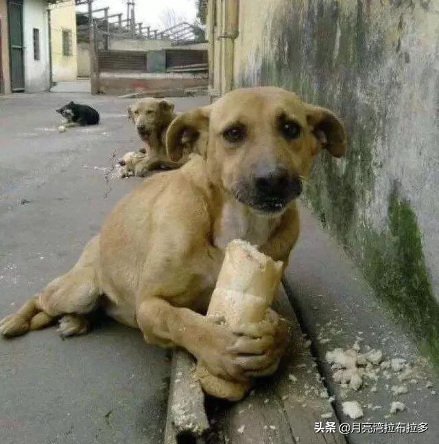北京犬业联盟好不好:养狗养到一半，把狗送人了，对狗有什么影响？