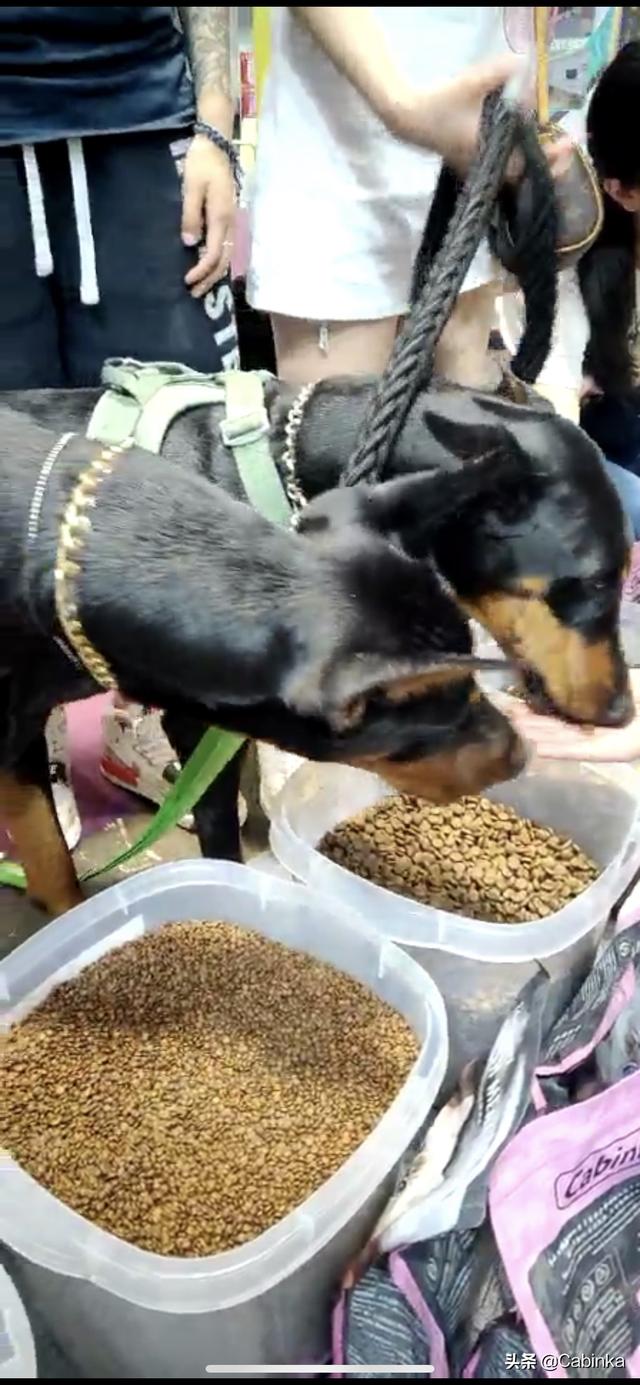 美国宠物保险如何使用:宠物医疗险，大家会给自己家宠物买一份吗？为何？