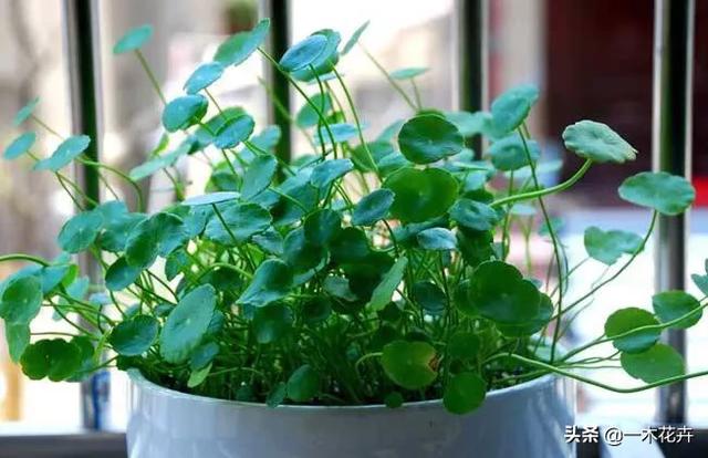 一个绿萝七个鬼啥意思,兰花和吊兰哪个净化空气效果好？
