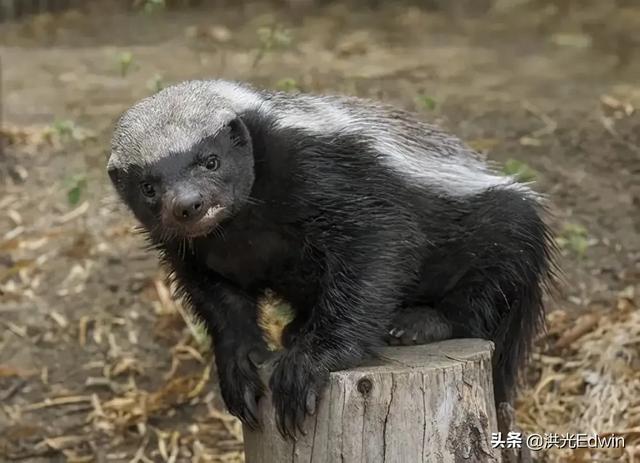 雄黄酒好还是雄黄驱蛇好:雄黄泡酒怎样驱蛇，效果怎么样？