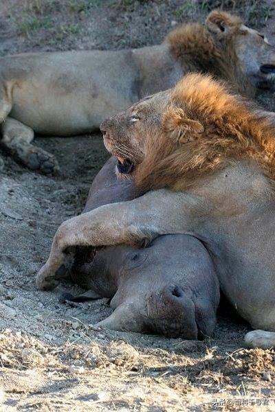 拯救苏门答腊犀牛:用rhino画弹簧线和螺旋线的方法？