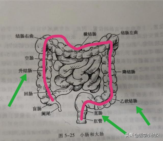 结肠脾曲位置图片