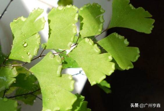 灰背铁线蕨:刚买的铁线蕨叶子枯萎怎么办？