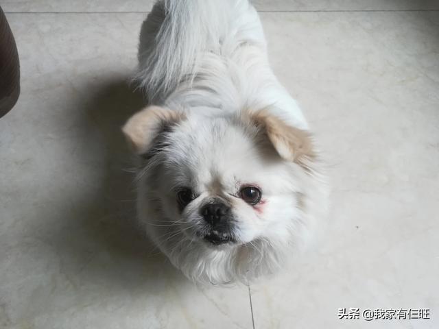 人会携带犬冠状病毒么:宠物感染新冠病毒会传染人吗？