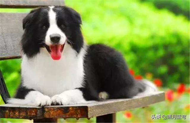 奥达猎犬好养吗:奥达猎犬优点和缺点 想养狗，推荐几种一养就熟的有没有？