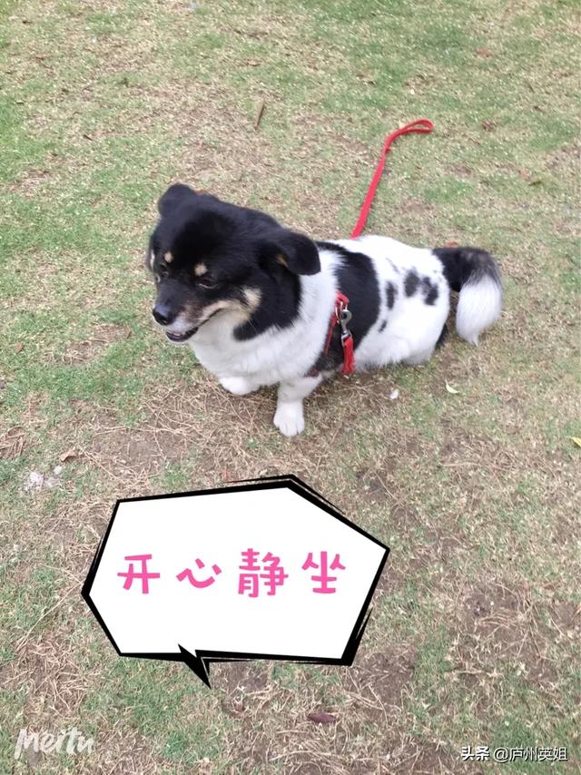 关于狗狗的感人故事:你知道哪些流浪狗狗最感人的故事？ 关于狗狗的感人故事200