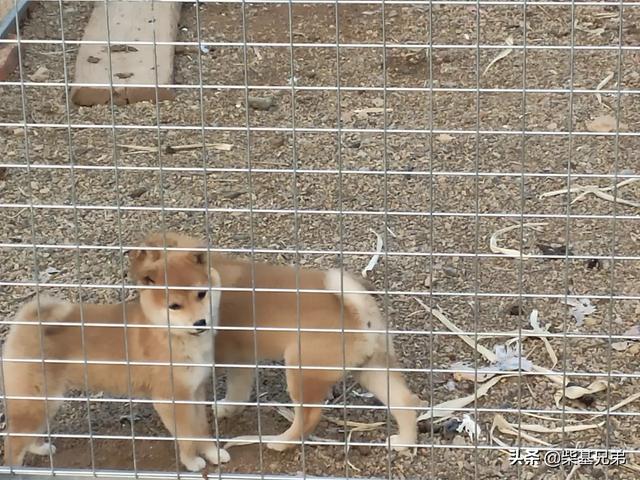 边牧幼犬狗粮怎么泡:幼犬的狗粮怎么泡才合适？ 边牧幼犬狗粮推荐