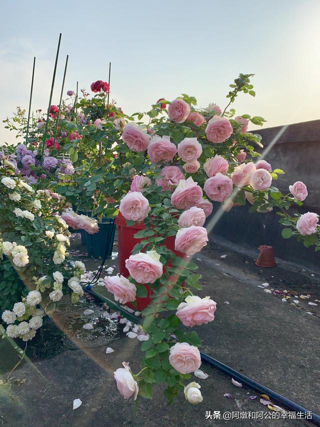 vents月季花品种介绍及图片:大游行月季花应该如何养殖？有哪些方法技巧？