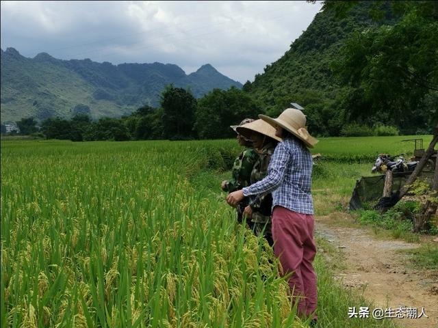 麻蜥蜴养殖视频:蜥蜴养殖方法 回农村创业搞什么养殖低风险？