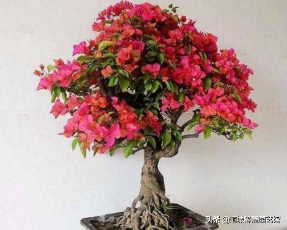 三角梅在夏天停止生长怎么办？