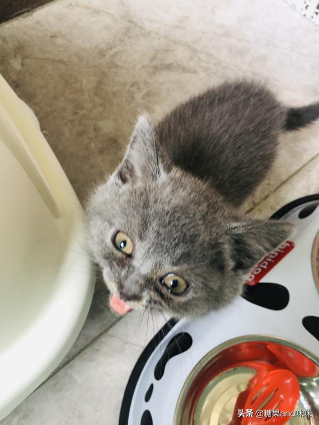 闷猫:猫对新环境不熟悉，在家里，但是躲起来找不到了怎么办？