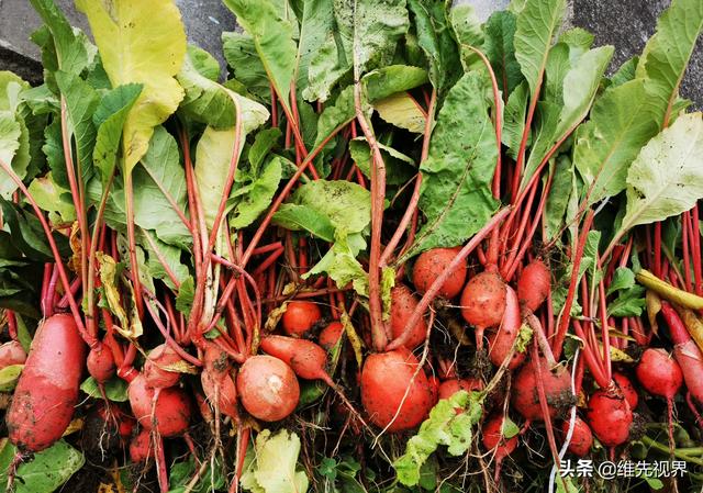 我家住在顶楼，最近想在楼顶搞一个空中花园，能否请大家提供好思路？插图17