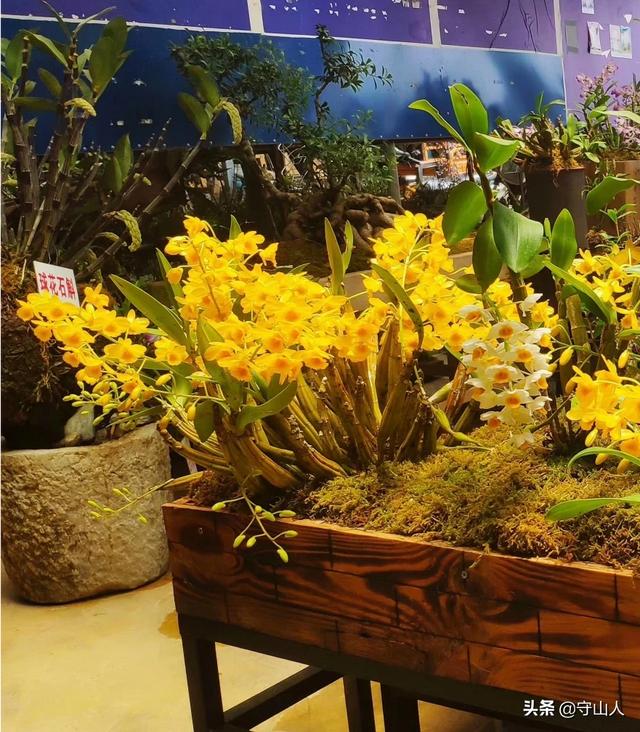 石斛图片,石斛的种类包括哪些？作用各有何不同？