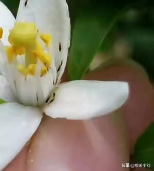 头条问答 柑橘蓟马易发生 繁殖快 危害重 如何提高防治效果 5个回答