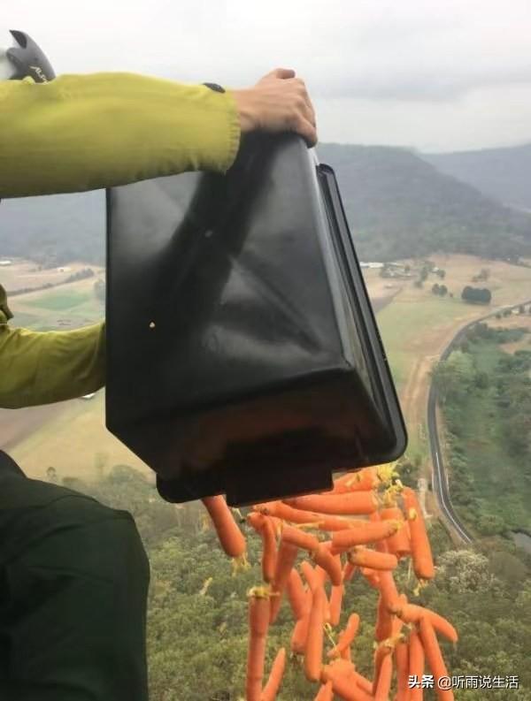树懒和考拉的区别2:树懒为什么非要吃毒树叶？