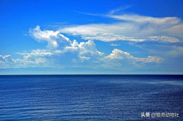 贝尔加湖:为什么贝尔加湖里面会出现海鱼？