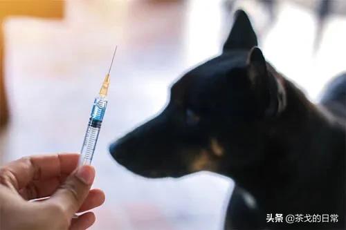 狗狗罚站后拉肚子:老狗消化不好拉肚子是什么原因哦？