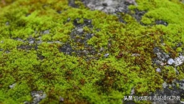 极地雪犬资源:极地雪犬高清在线观看 继二月份西瓜雪之后，南极惊现“大草原”，到底是怎么发生的？