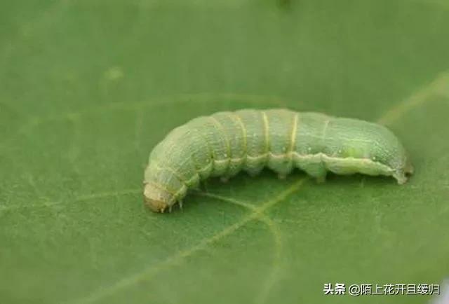 头条问答 菜园里的青菜被虫咬了很多孔 是什么害虫 该怎么防治 陌上花开且缓归的回答 0赞