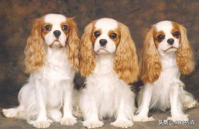 罗威纳犬舍集体死亡:在网上买了狗狗，到了五天死了，可以要求卖家全额退款吗？