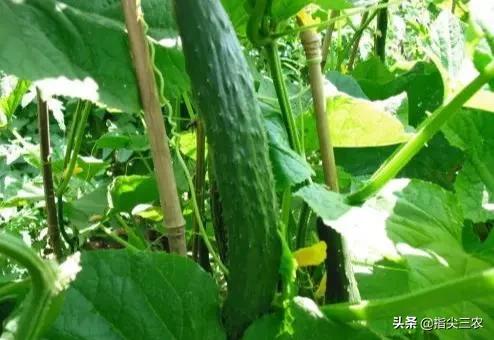 绝育黄瓜安全事情:黄瓜不能和什么种在一起？